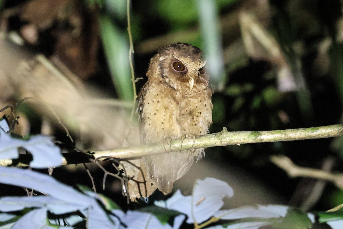 Reddish Scops-Owl - ML624406879