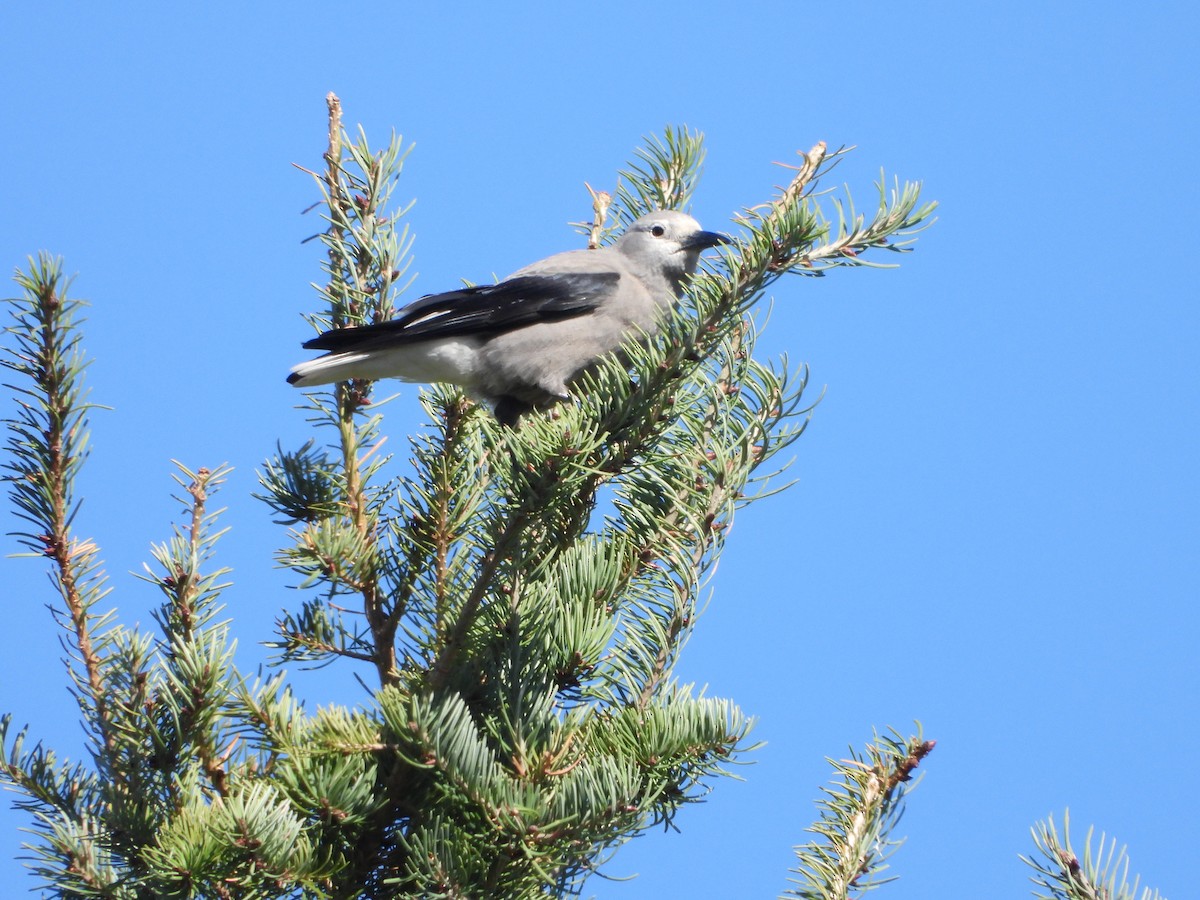 Clark's Nutcracker - ML624406882