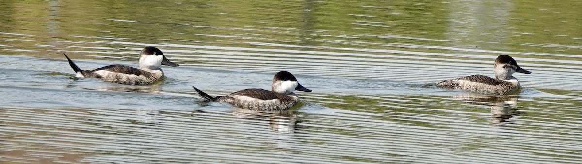 Ruddy Duck - ML624406923