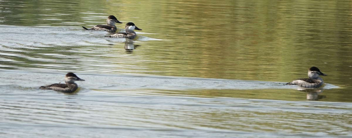 Ruddy Duck - ML624406927