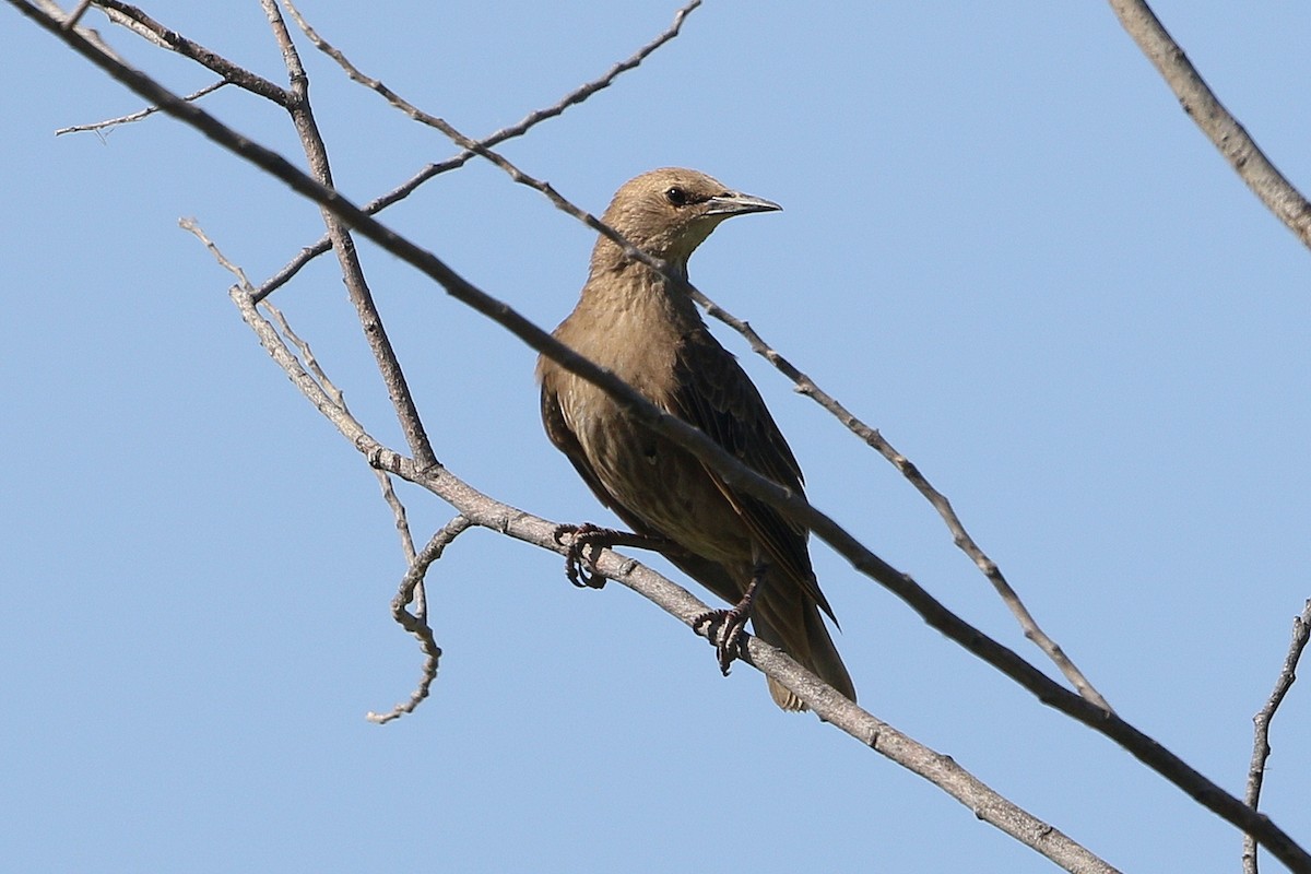 歐洲椋鳥 - ML62440731