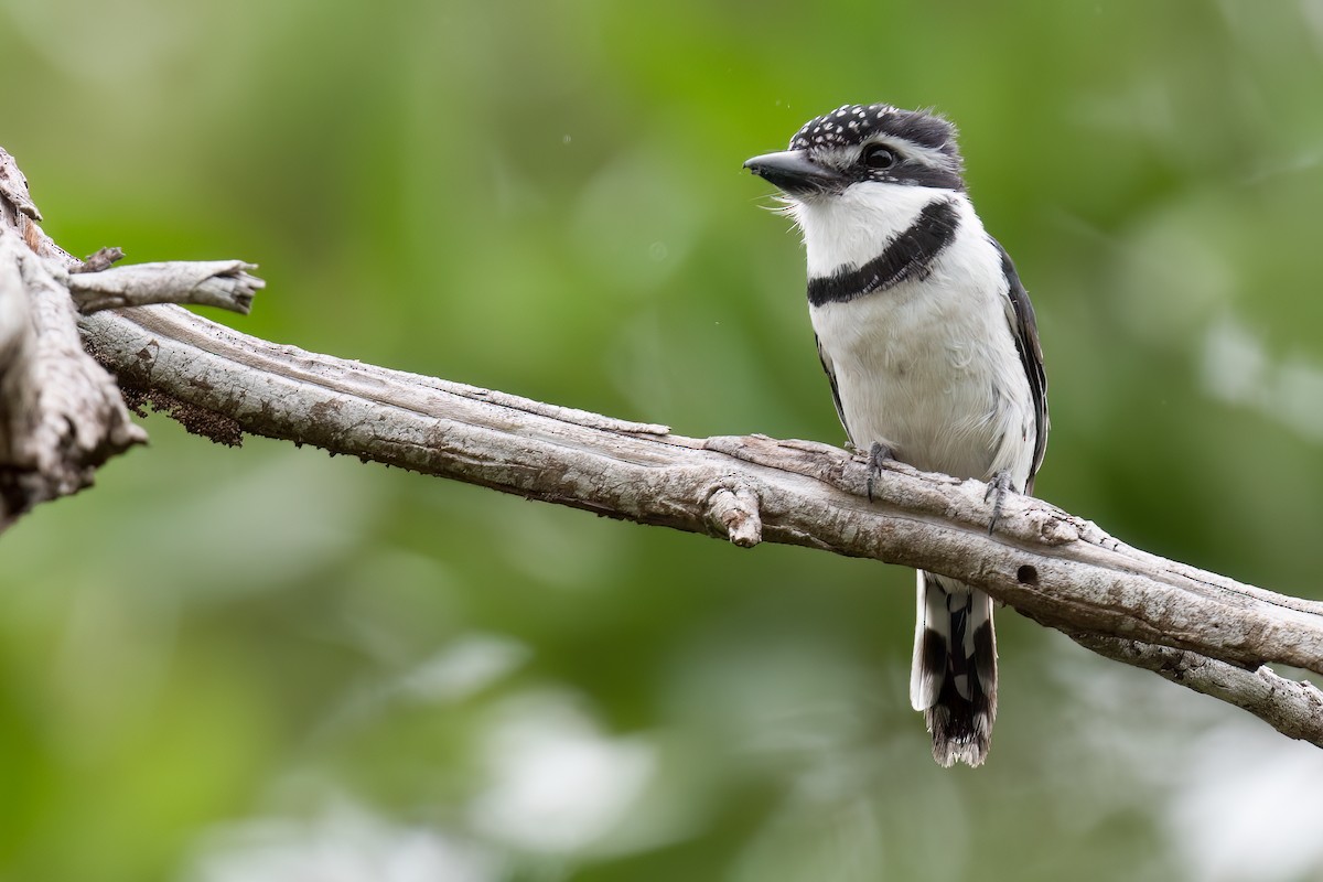 Pied Puffbird - ML624407345