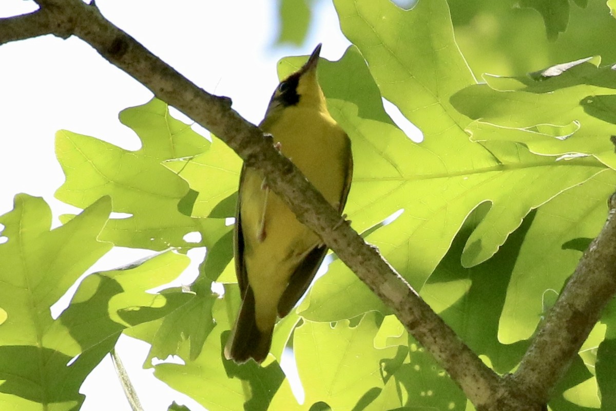 メガネアメリカムシクイ - ML624407543