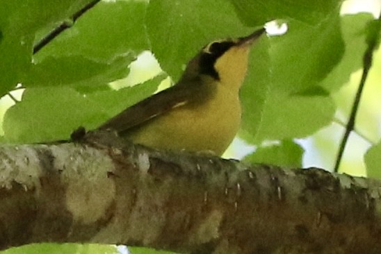 メガネアメリカムシクイ - ML624407544