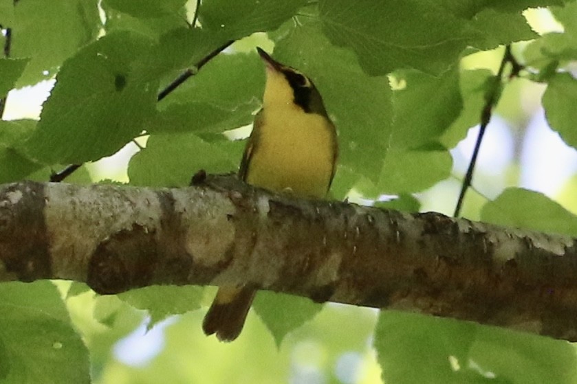 メガネアメリカムシクイ - ML624407545