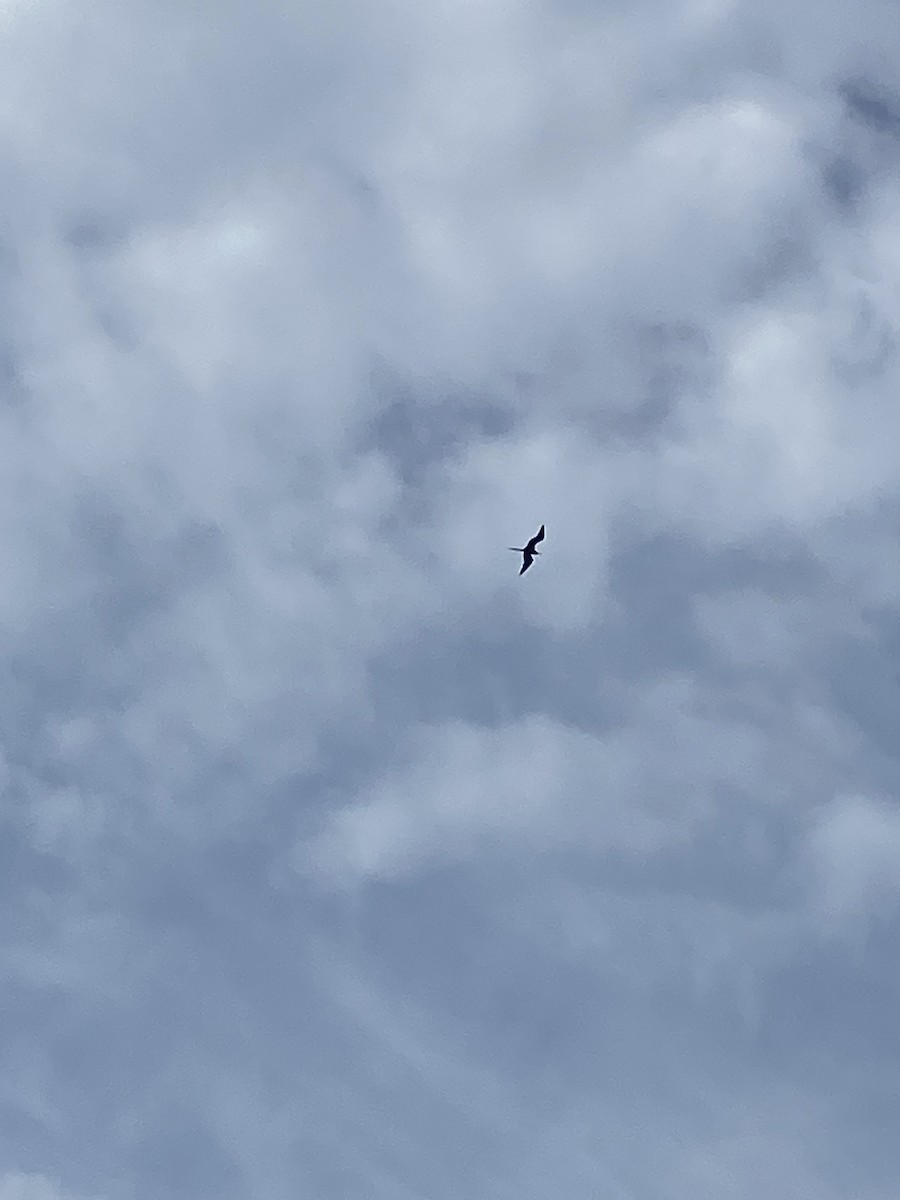 Rabihorcado Magnífico - ML624407582