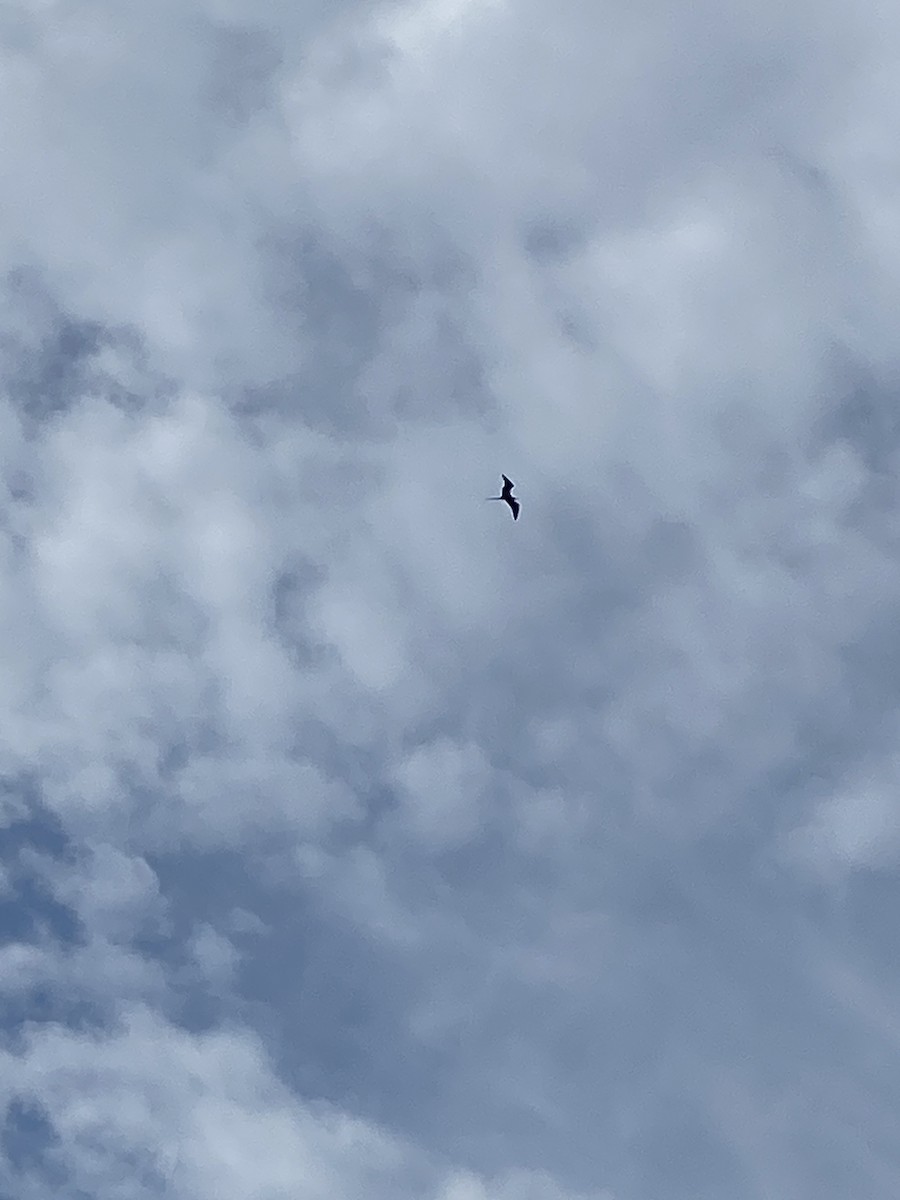 Rabihorcado Magnífico - ML624407583