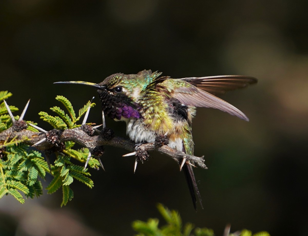 Beautiful Hummingbird - ML624407604