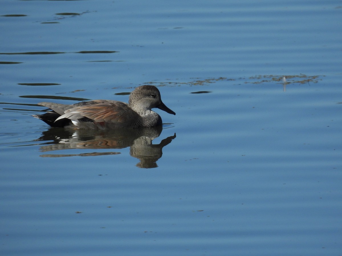 Gadwall - ML624407687