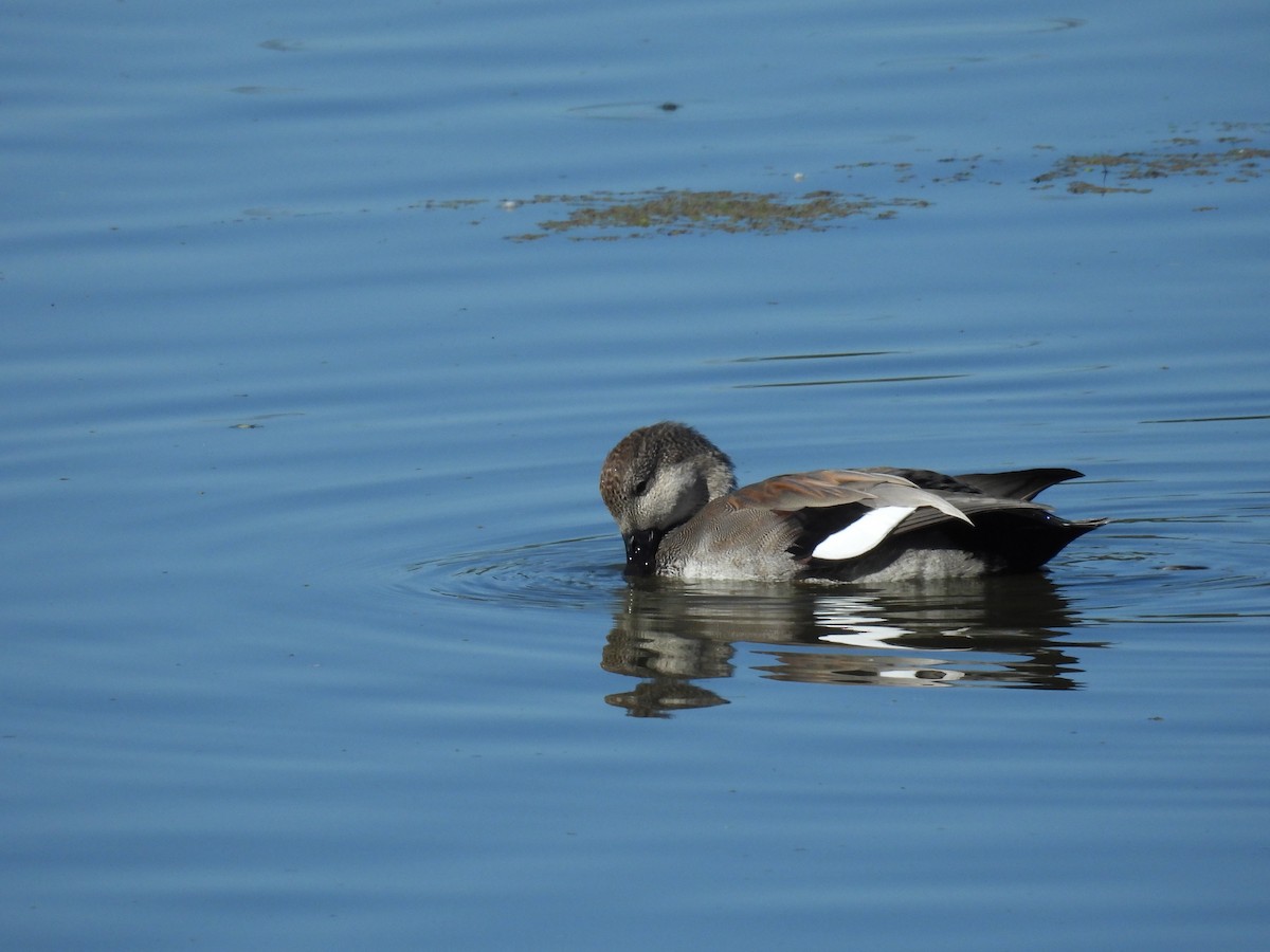 Gadwall - ML624407689