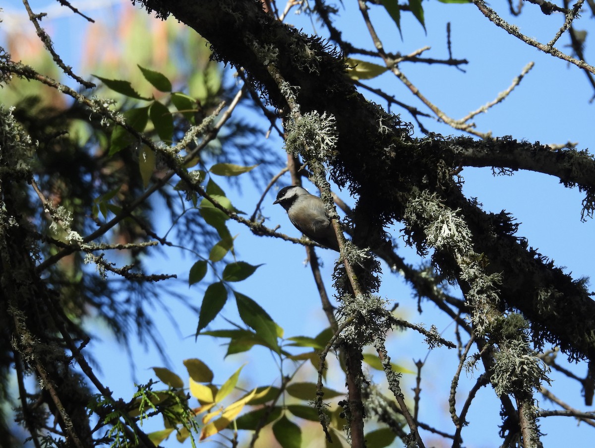 Black-capped Chickadee - ML624407701