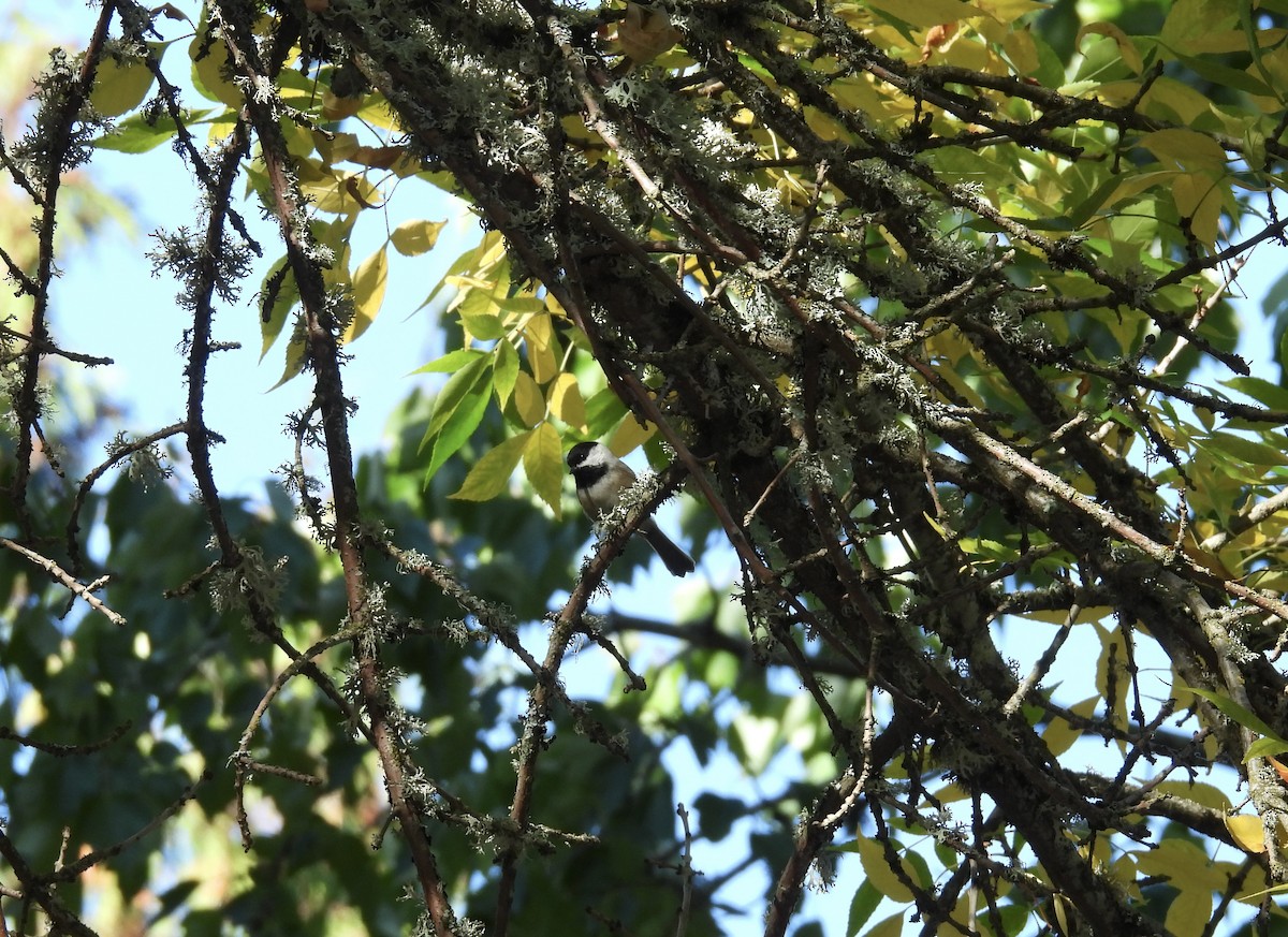 Black-capped Chickadee - ML624407706