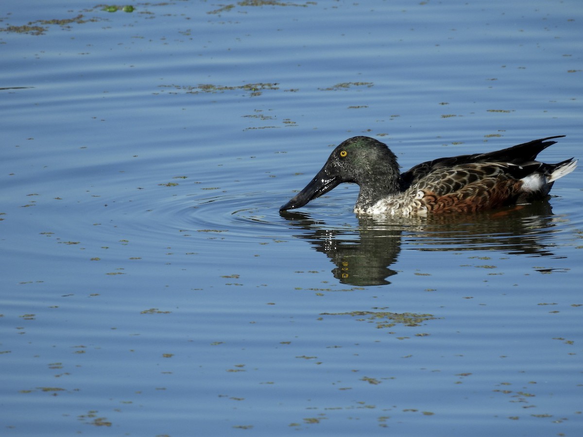 Northern Shoveler - ML624407743