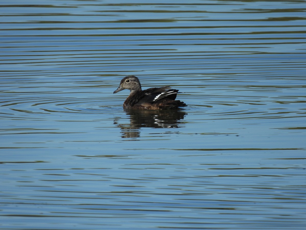 Wood Duck - ML624407750