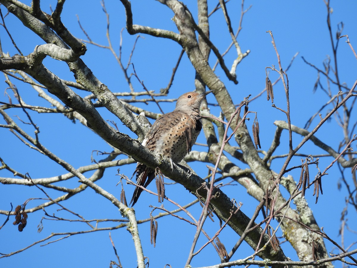 Northern Flicker - ML624407760