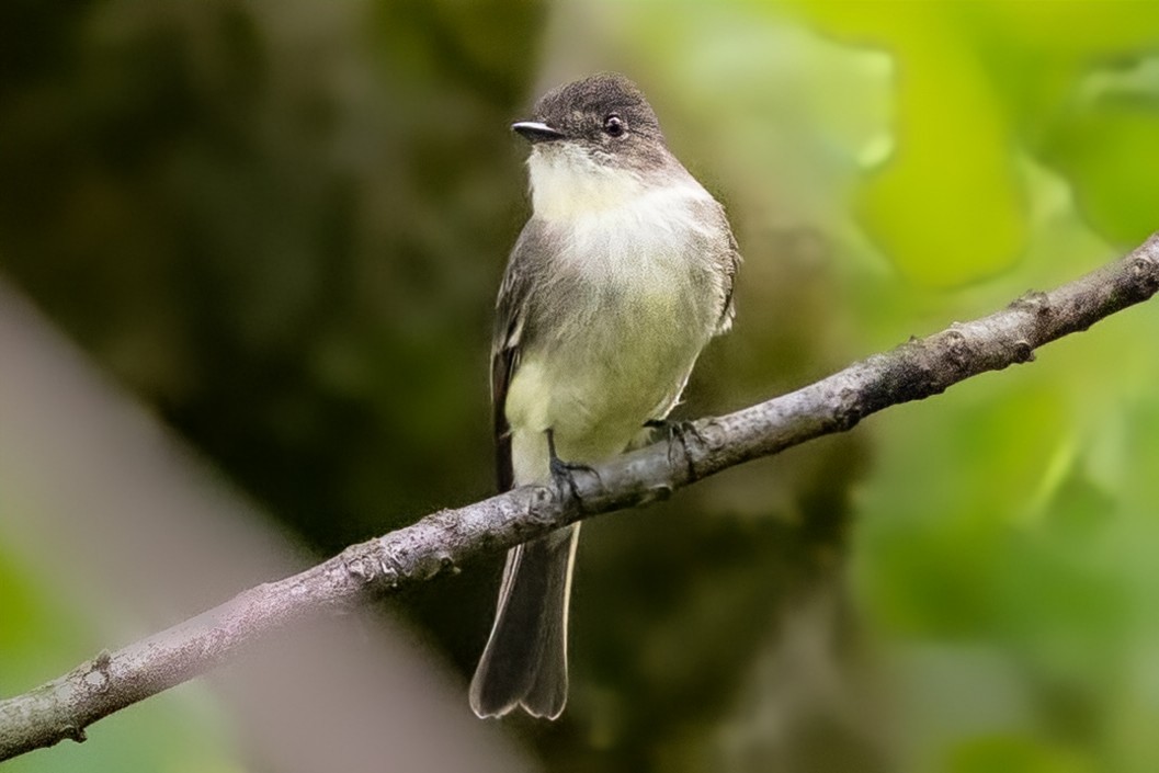 Eastern Phoebe - ML624407768