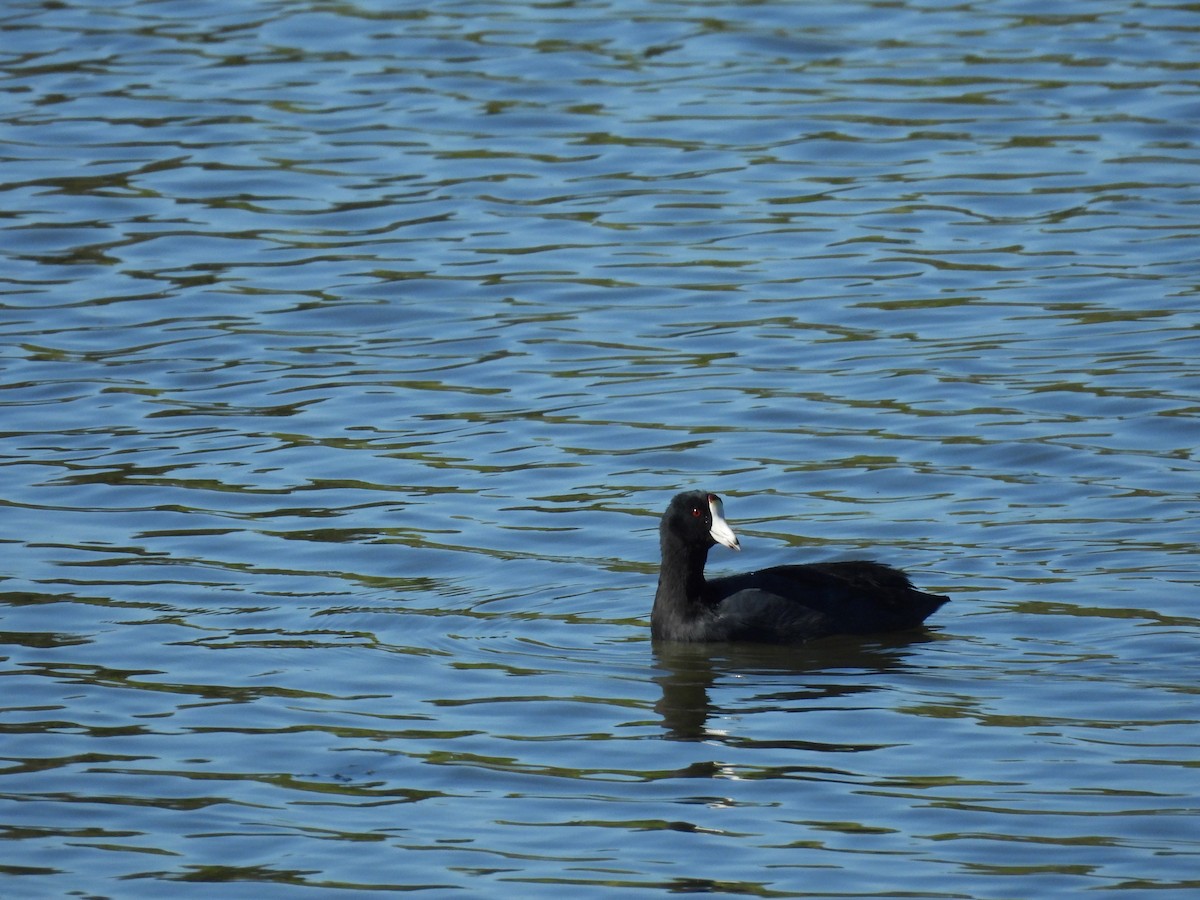 American Coot - ML624407776