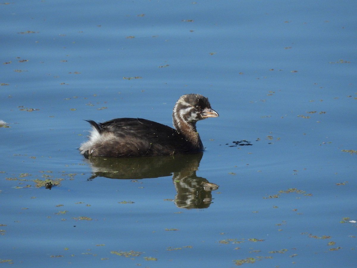 Pied-billed Grebe - ML624407780