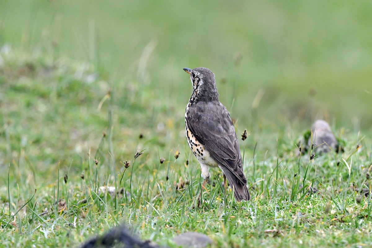 Ethiopian Thrush - ML624407832