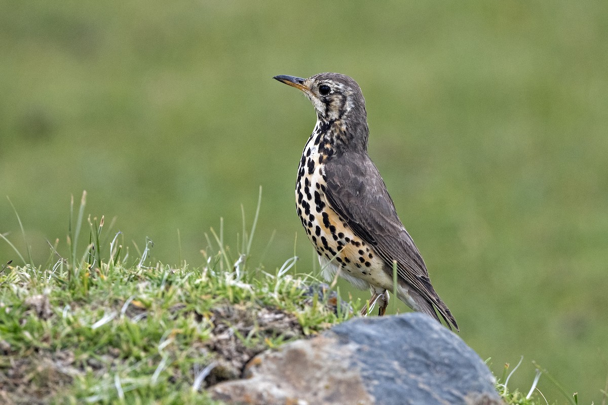 Ethiopian Thrush - ML624407839