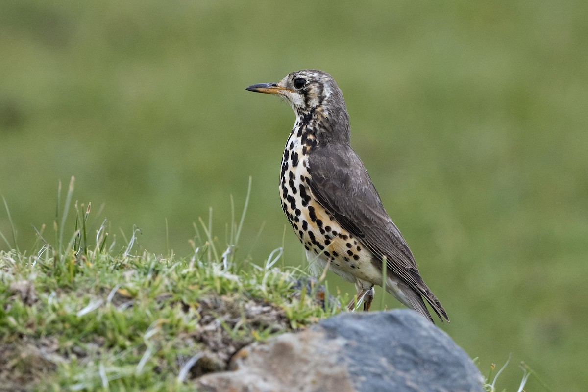 Ethiopian Thrush - ML624407855