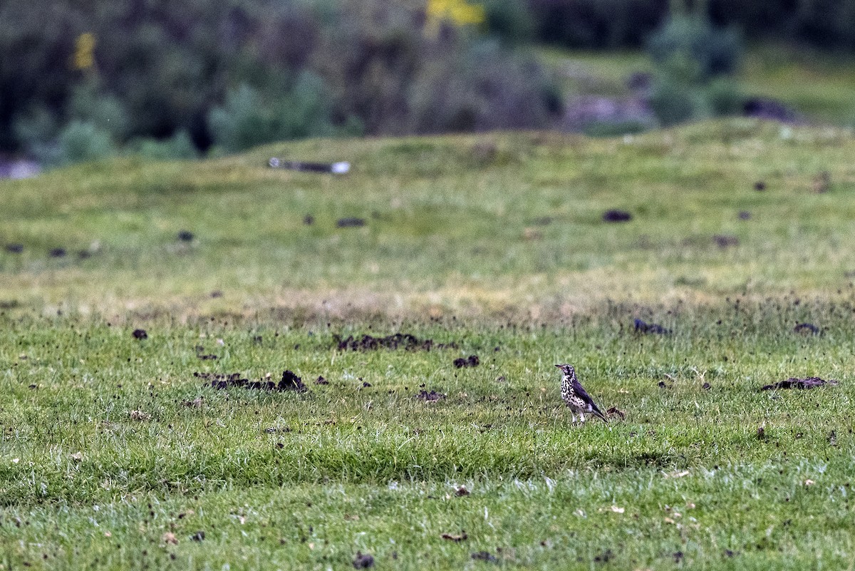 Ethiopian Thrush - ML624407865