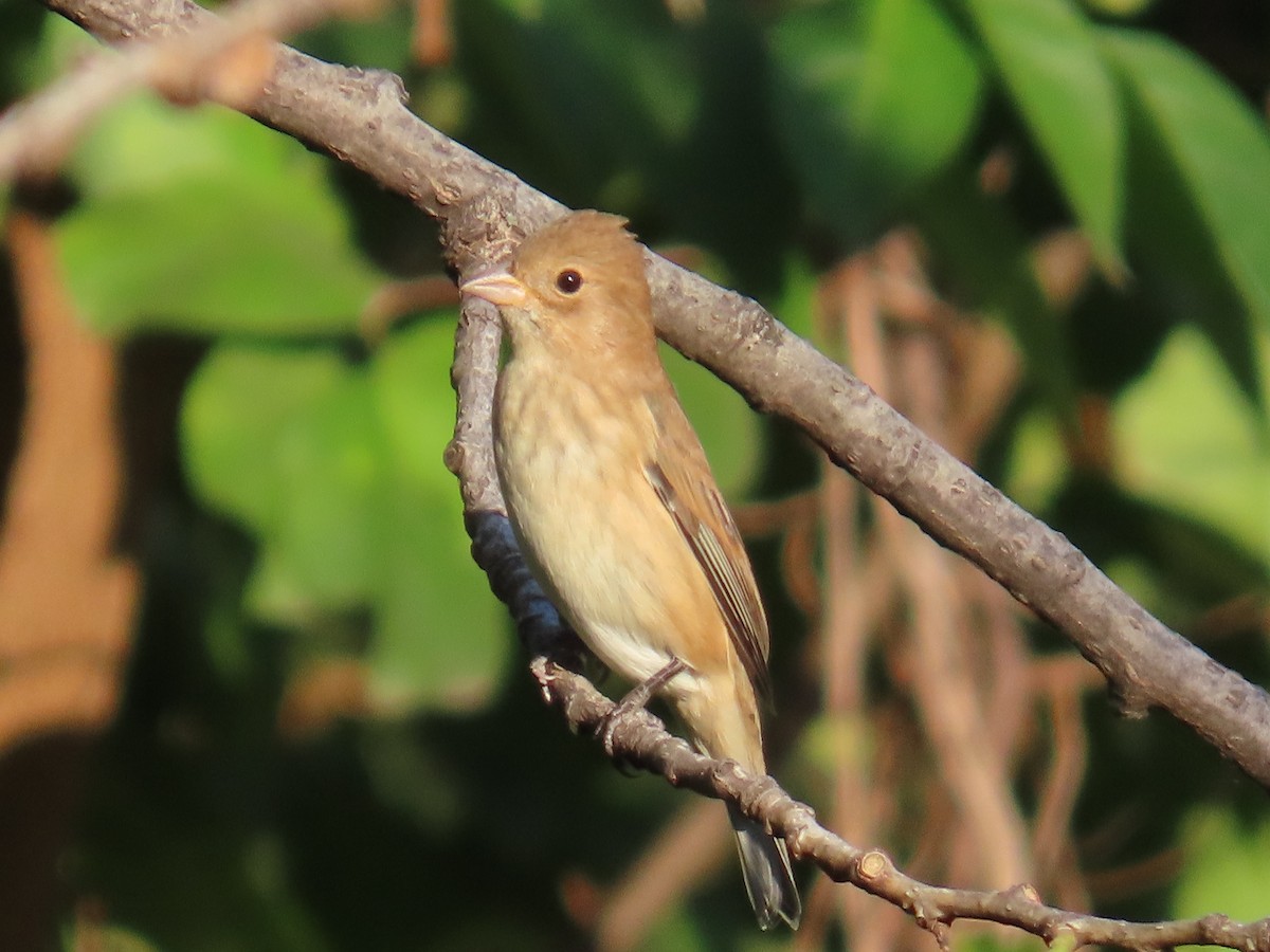 Indigo Bunting - ML624408179