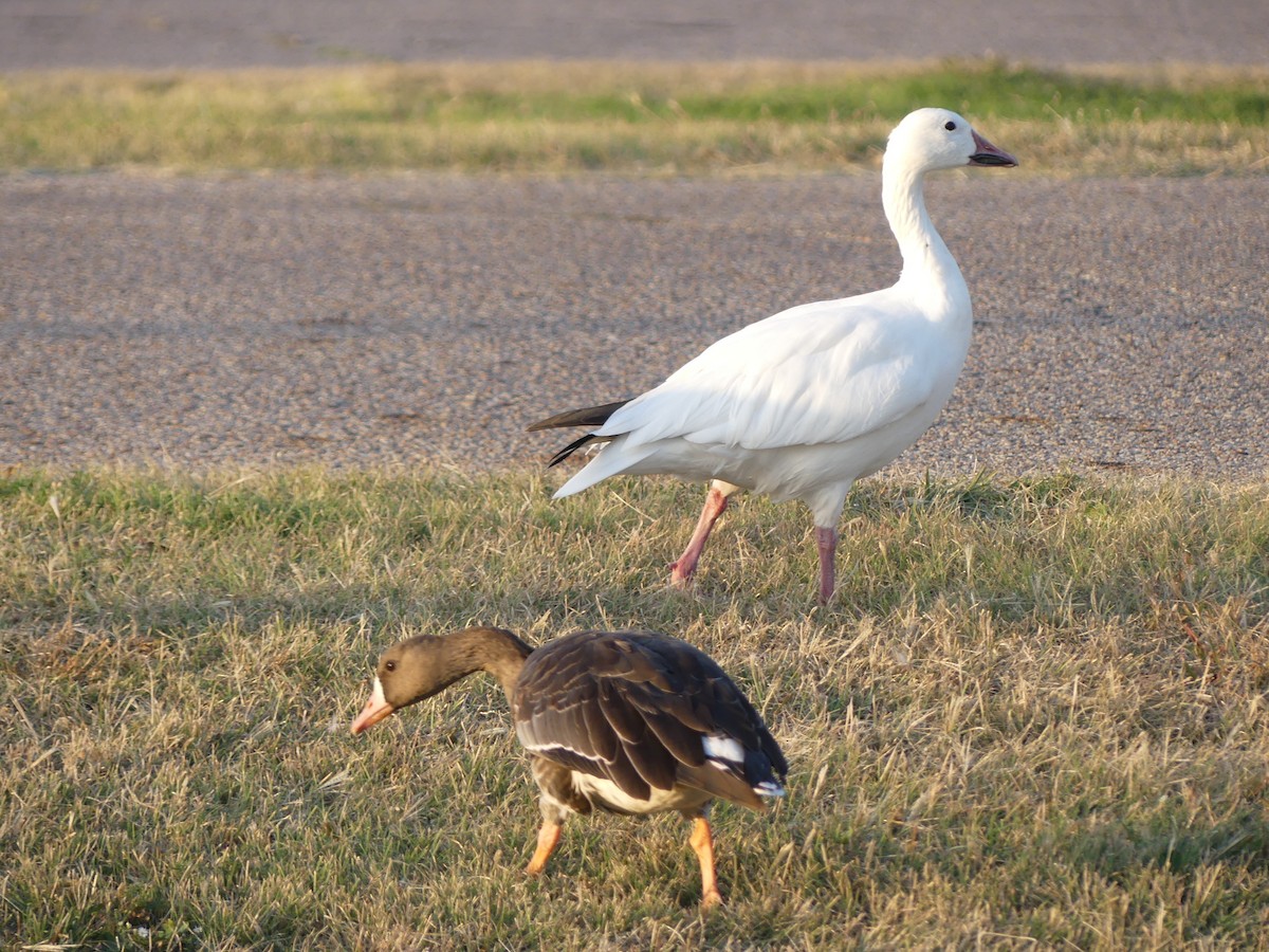 Snow Goose - ML624408250