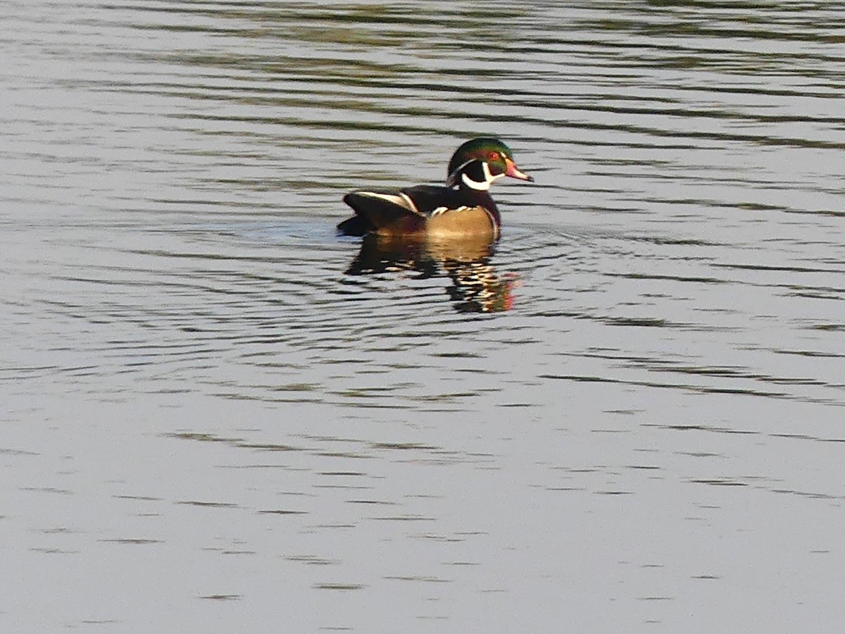 Wood Duck - ML624408278