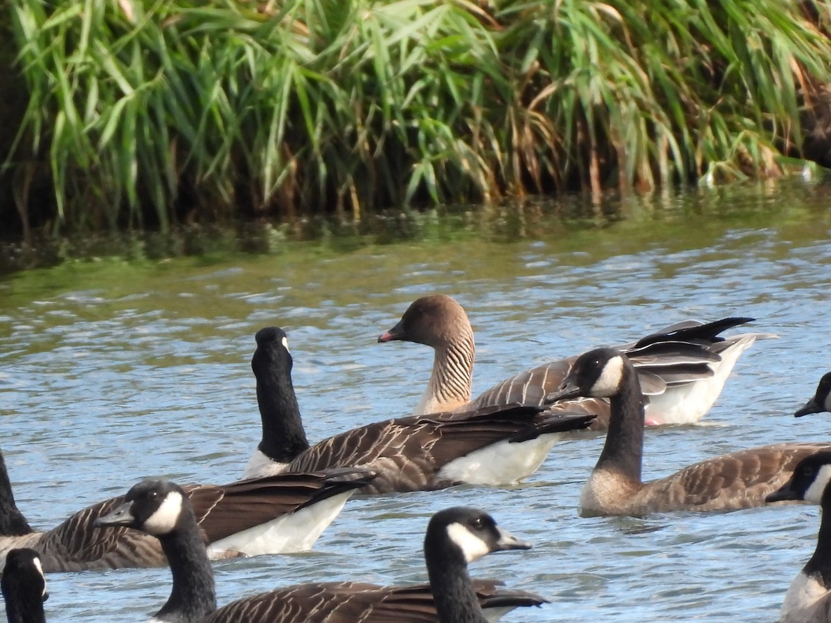 Pink-footed Goose - ML624408337