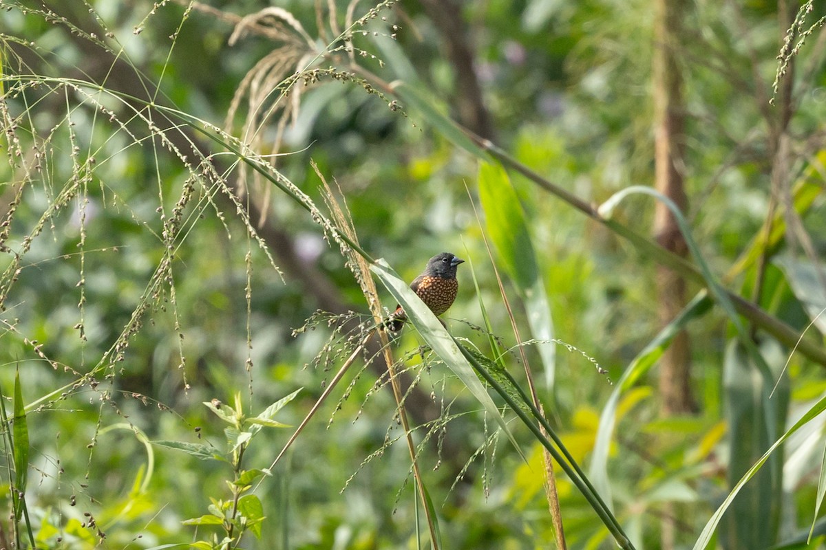 Brown Twinspot - ML624408959