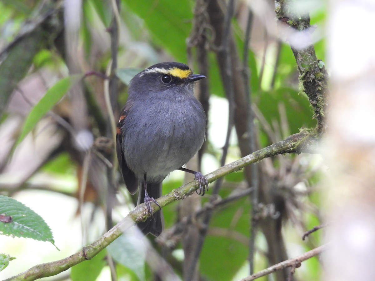 Golden-browed Chat-Tyrant - ML624409223