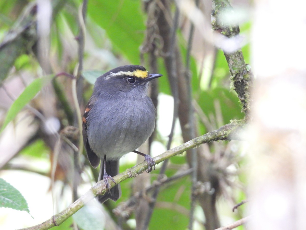 Golden-browed Chat-Tyrant - ML624409224