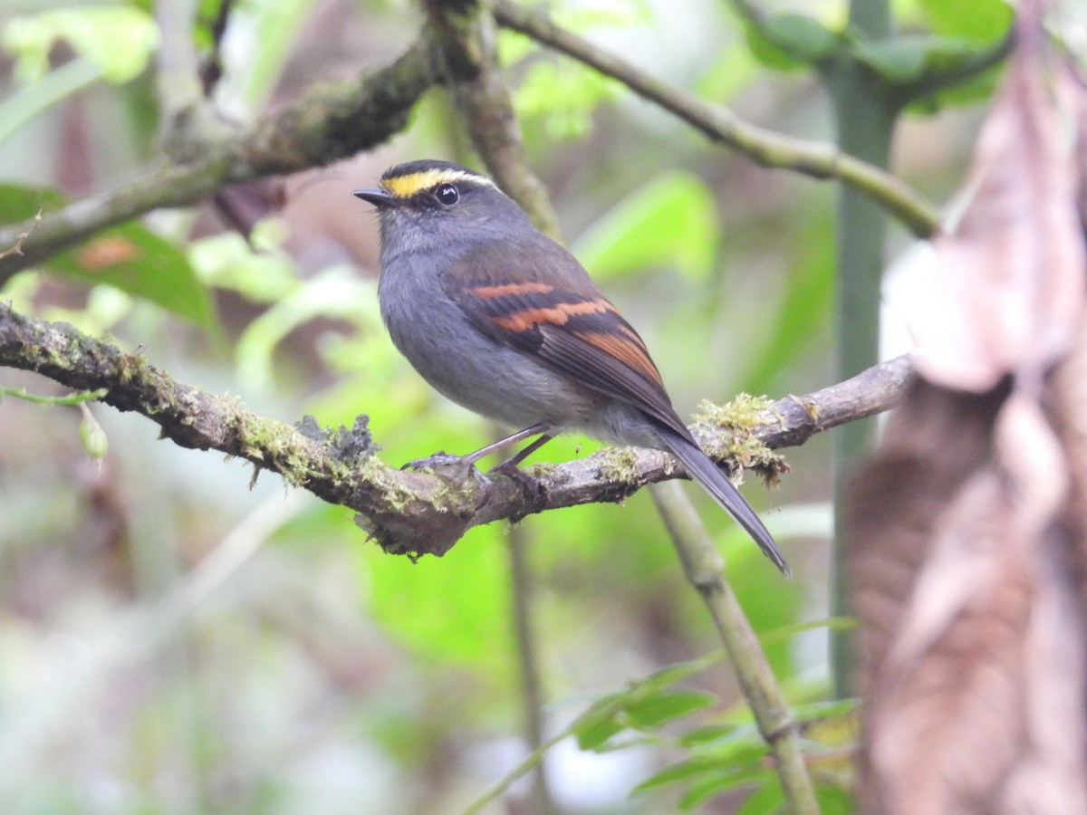 Golden-browed Chat-Tyrant - ML624409251