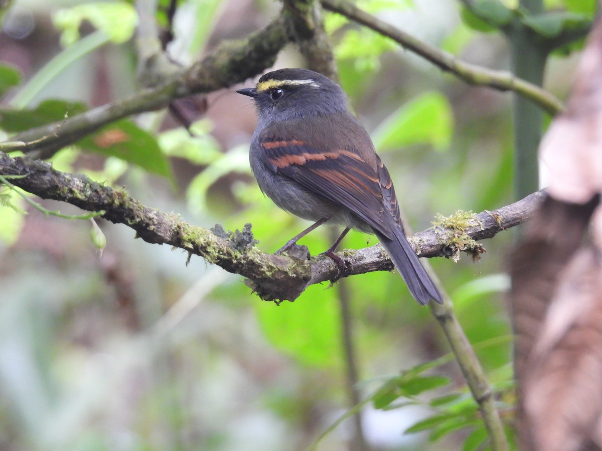 Golden-browed Chat-Tyrant - ML624409253