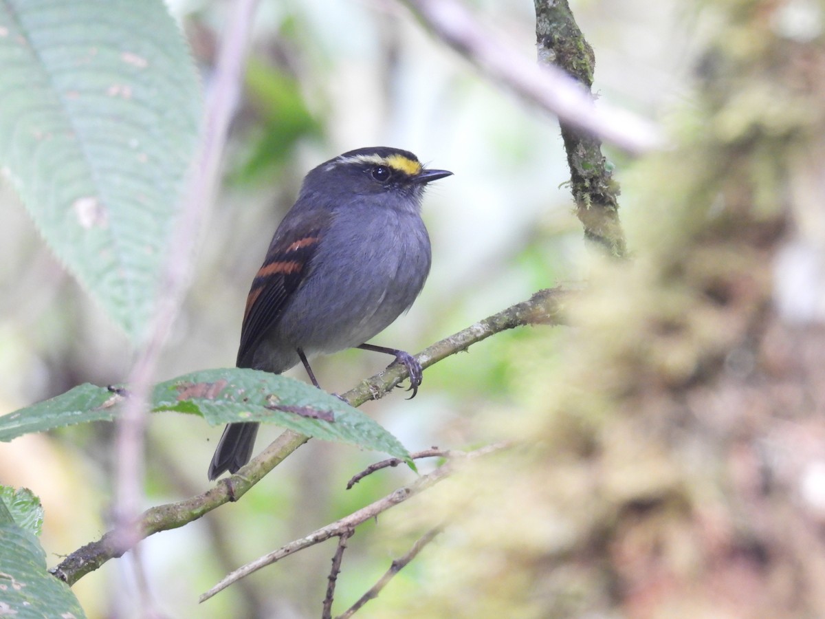 Golden-browed Chat-Tyrant - ML624409255