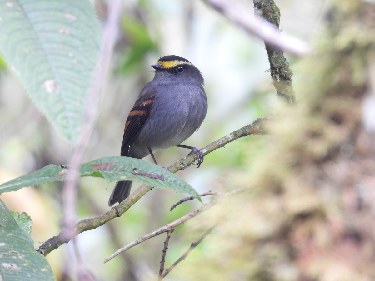 Golden-browed Chat-Tyrant - ML624409256
