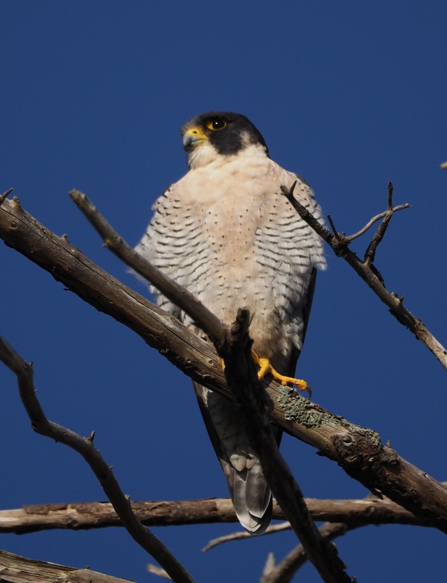 Peregrine Falcon - ML624409289