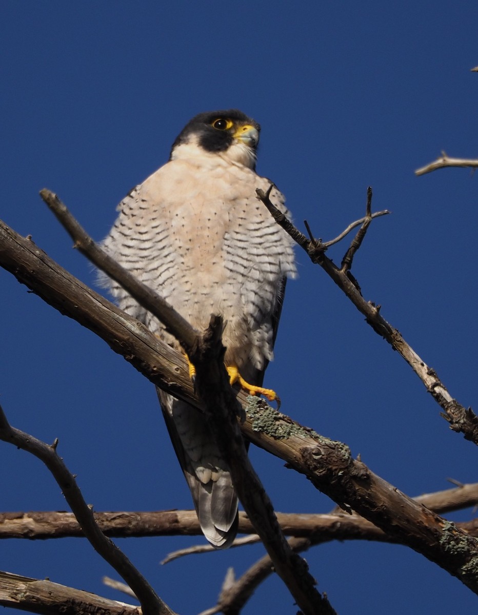 Peregrine Falcon - ML624409290