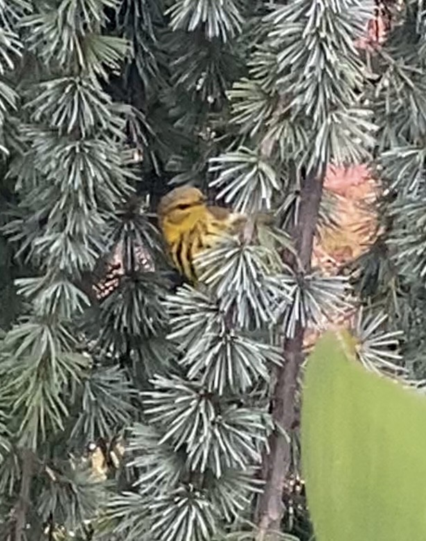 Cape May Warbler - ML624409313