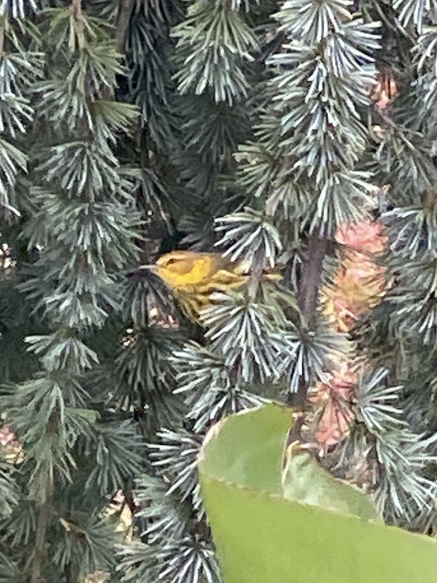 Cape May Warbler - ML624409314