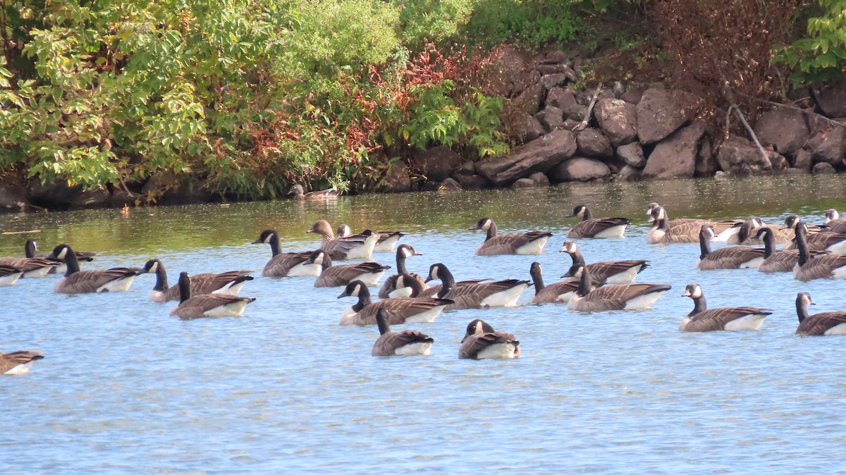 Pink-footed Goose - ML624409427