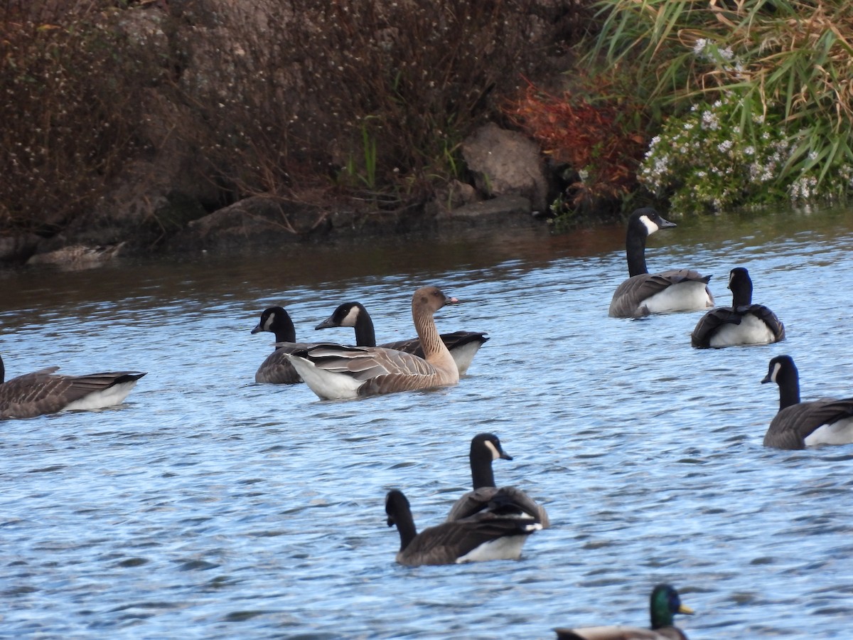 Pink-footed Goose - ML624409518