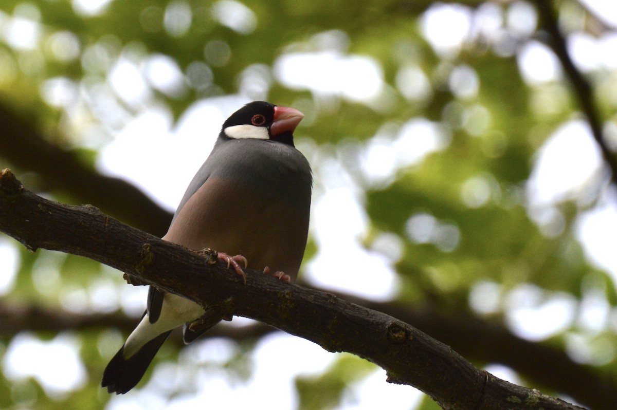 Java Sparrow - ML624409657