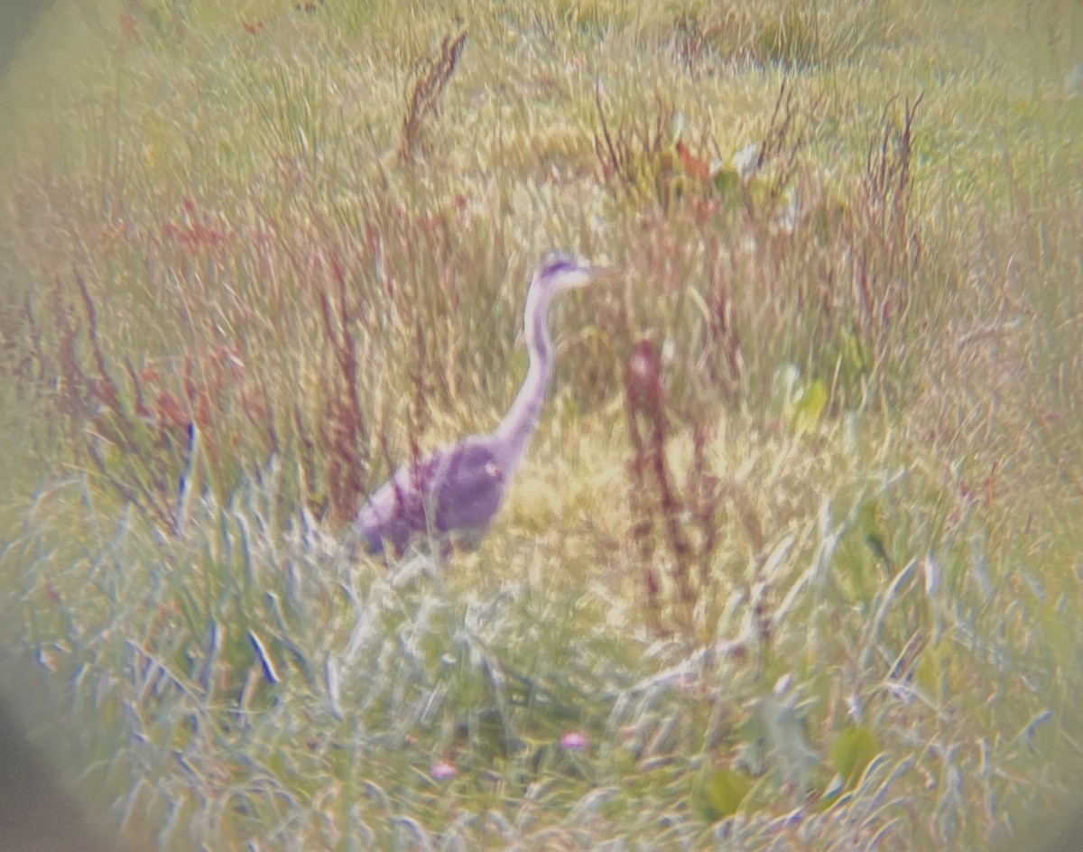 Great Blue Heron - ML624409727