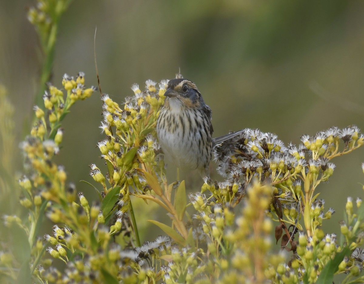 Saltmarsh Sparrow - ML624409740