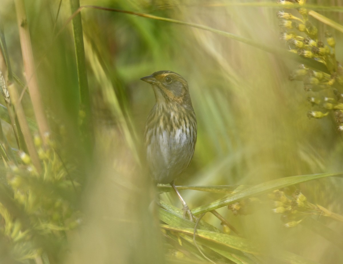 Saltmarsh Sparrow - ML624409742