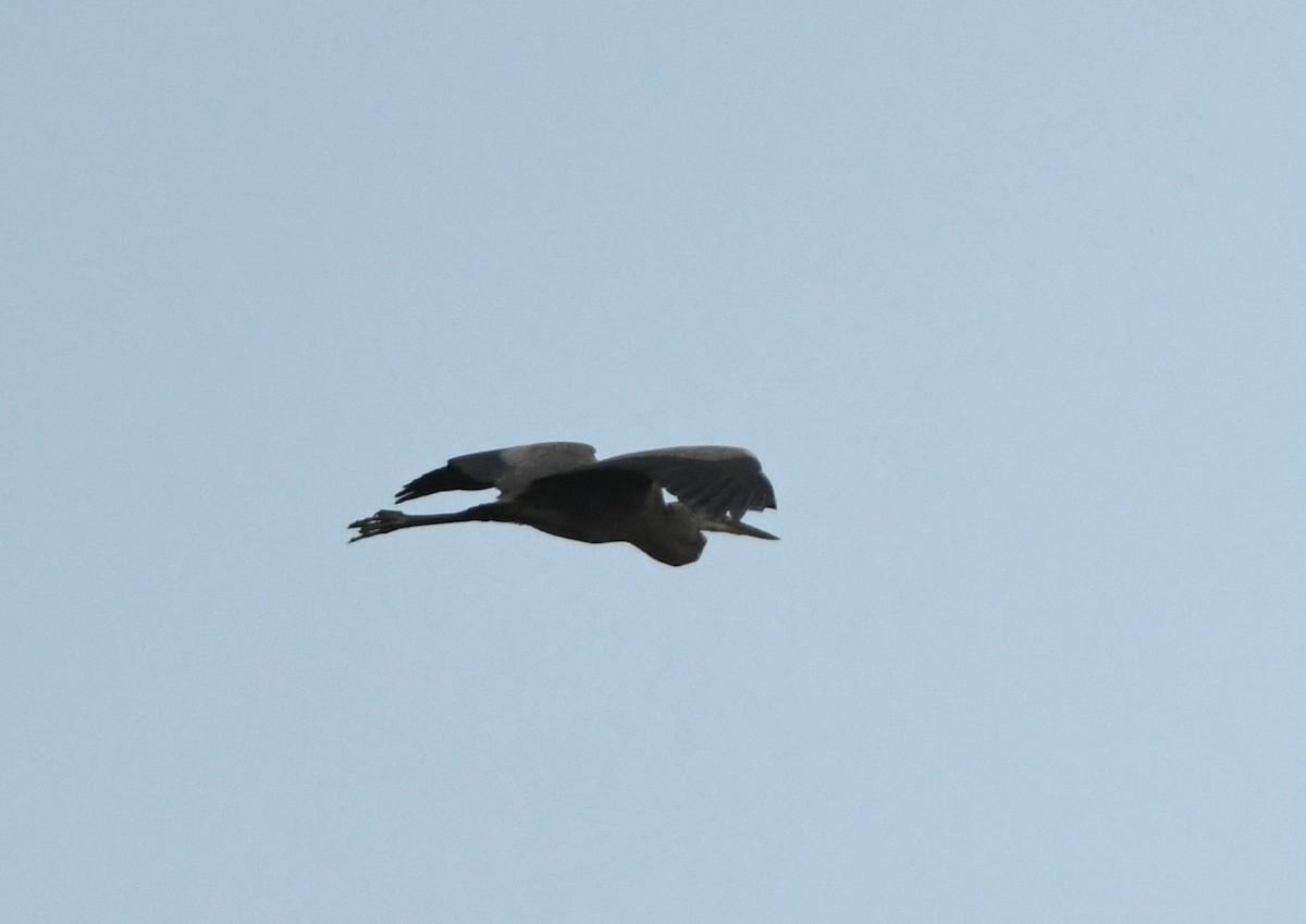 Great Blue Heron - ML624409786