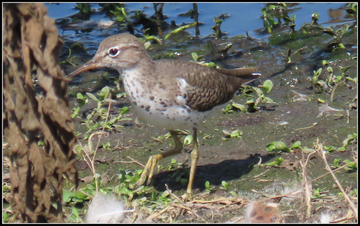 Spotted Sandpiper - ML624409808