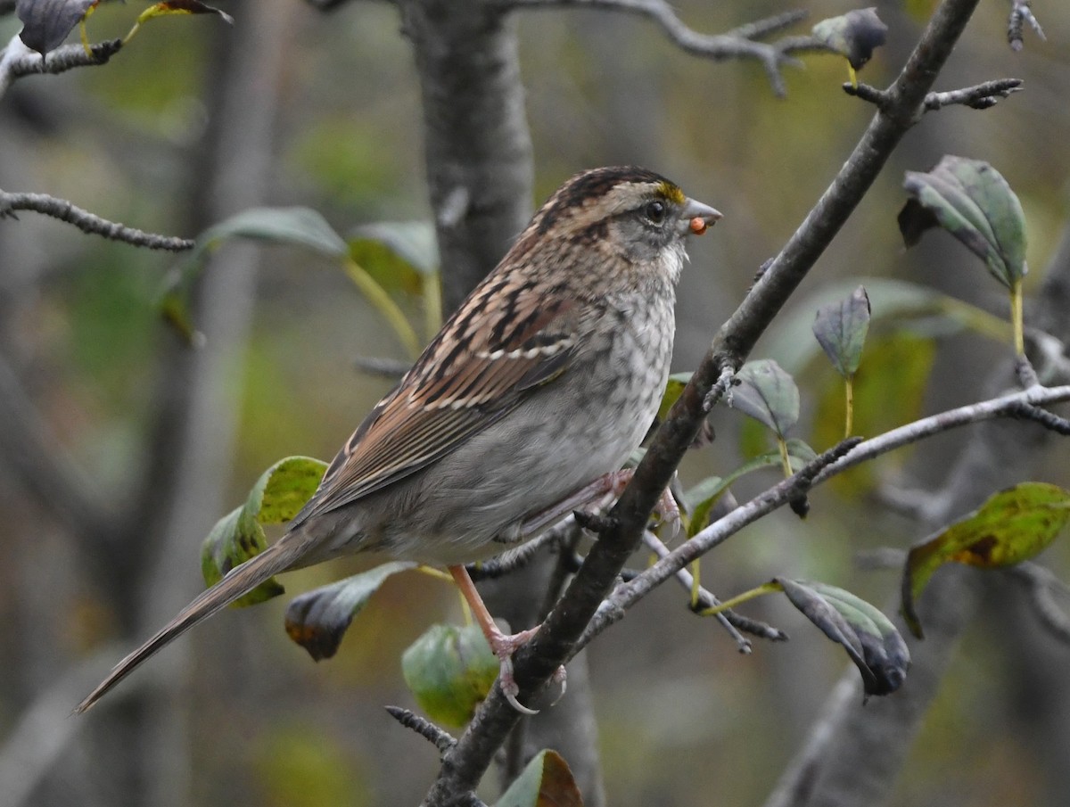 White-throated Sparrow - ML624409823